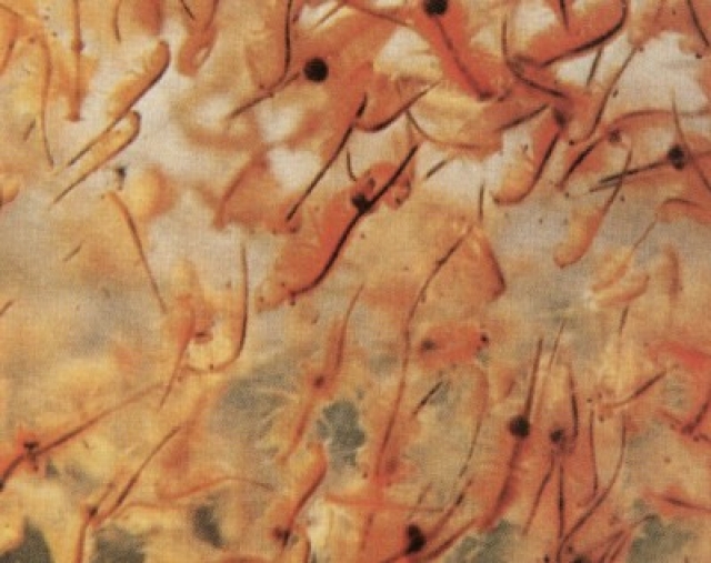 Ovos de Artemia salina