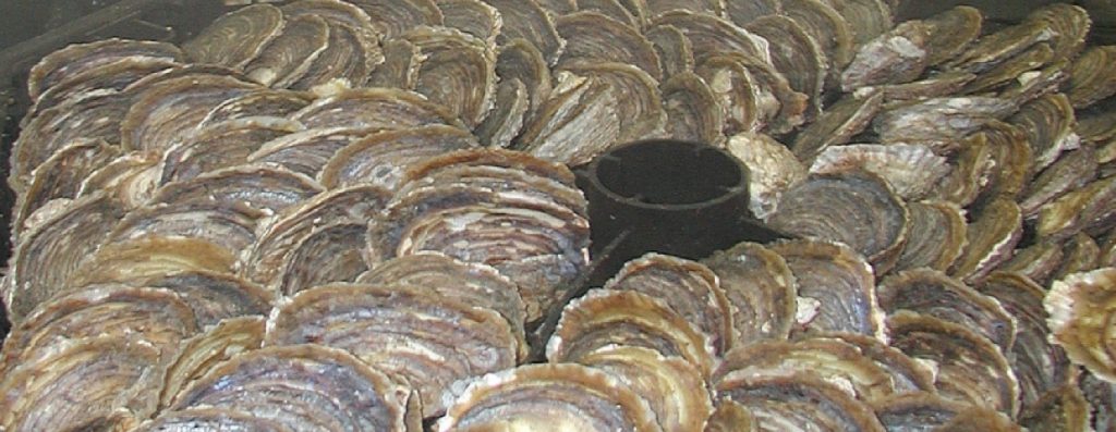 Commercial Size European Oyster