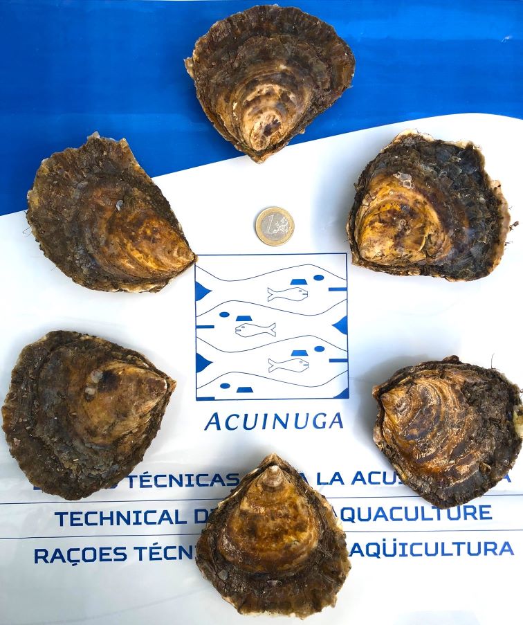 European Oyster commercial size